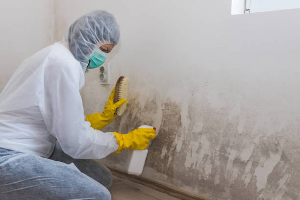 Best Toxic Mold Removal  in Milan, IN