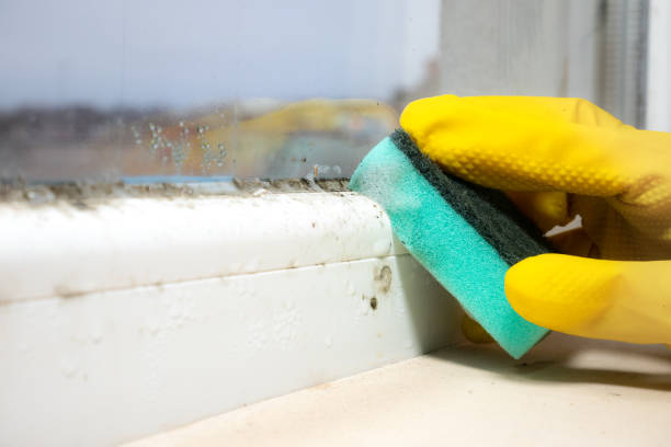Best Mold Damage Repair  in Milan, IN