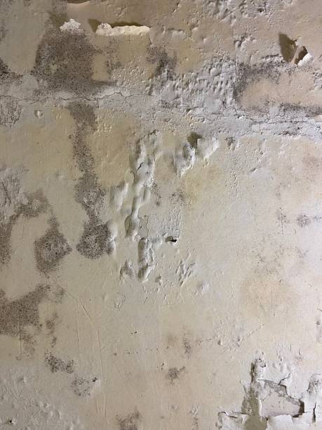 Best Mold Inspection  in Milan, IN