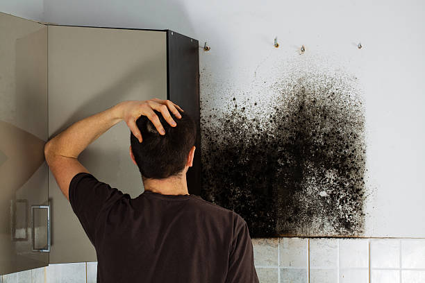 Best Home Mold Removal  in Milan, IN