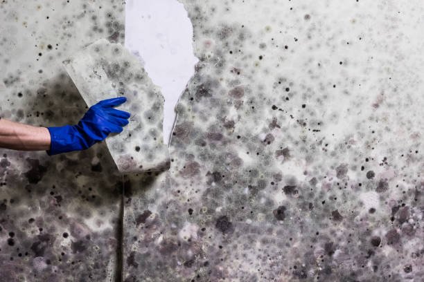 Best Commercial Mold Removal  in Milan, IN