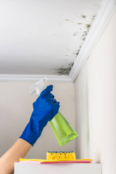 Best Local Mold Removal Service  in Milan, IN
